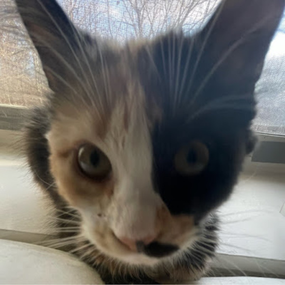 Meet your Posher, Ash - Picture 1 of 1